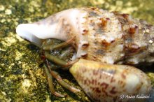 фото Pallini Beach