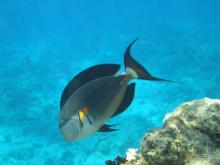 фото DoubleTree by Hilton Sharks Bay Resort