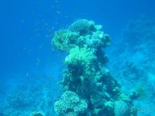 фото DoubleTree by Hilton Sharks Bay Resort