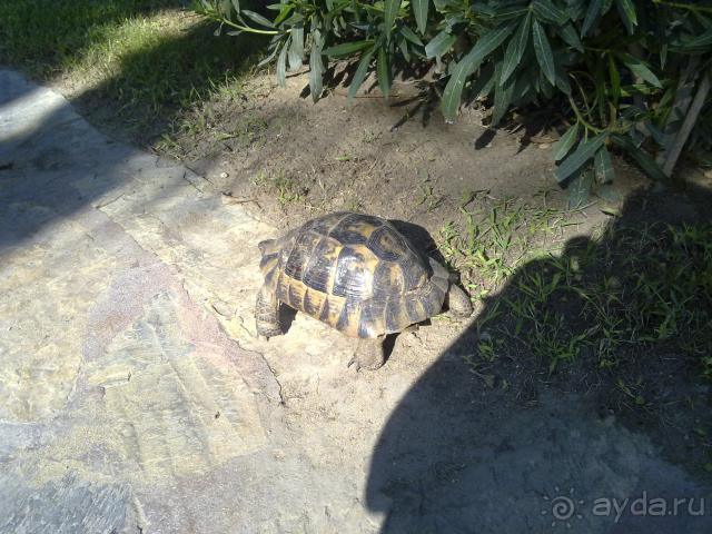 фото Ozon Landhaus