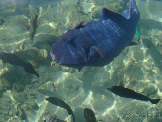 фото Naama Bay Promenade Resort