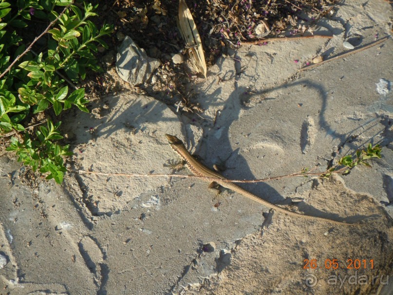 фото La Residenza Sorrento