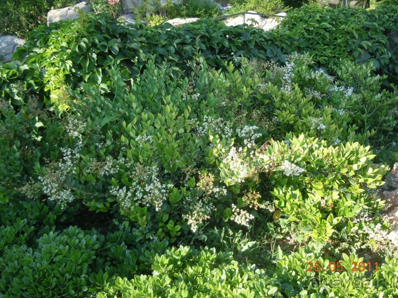 фото La Residenza Sorrento