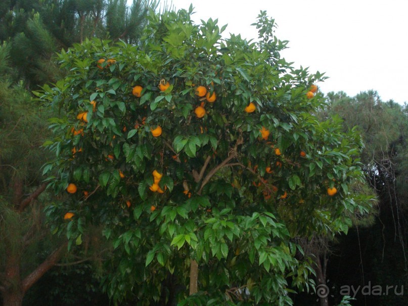 Замечательный отдых в Грин макс хотел