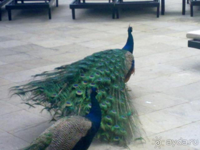 фото Dreams Sands Cancun Resort & Spa