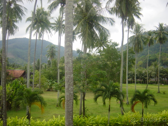 Зелёный срприз релакса на берегу кипящих страстей...