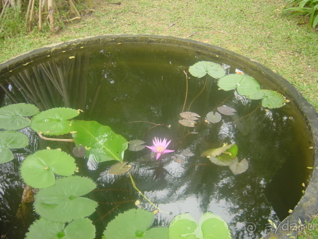 Зелёный срприз релакса на берегу кипящих страстей...