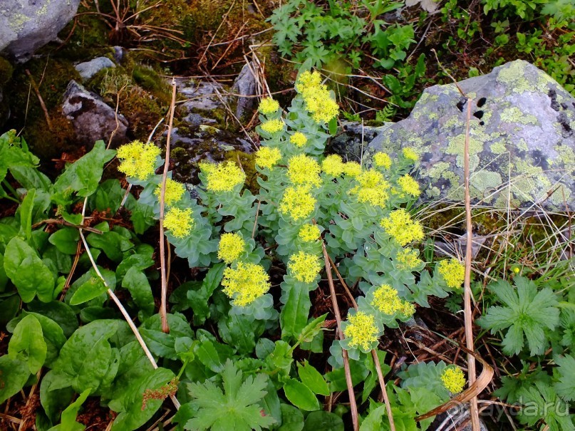 Горные треки на Лофотенских островах