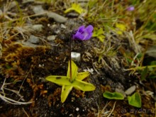 Нордкап и Книвсшельодден