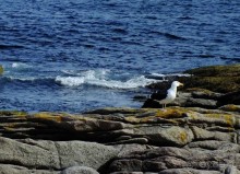 Гигантская морская чайка - метр длиной