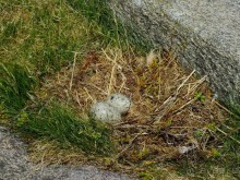 Нордкап и Книвсшельодден