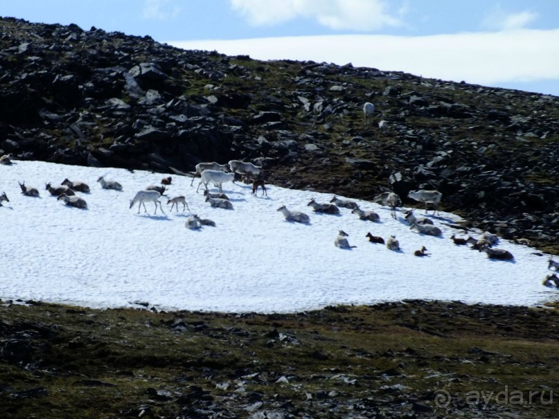 олени на снежнике