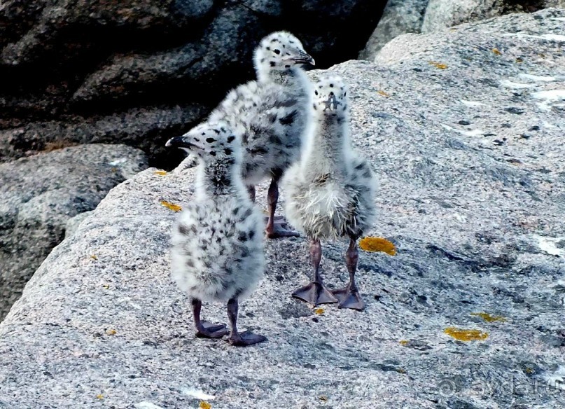 Нордкап и Книвсшельодден