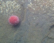 На каяках по фьордам