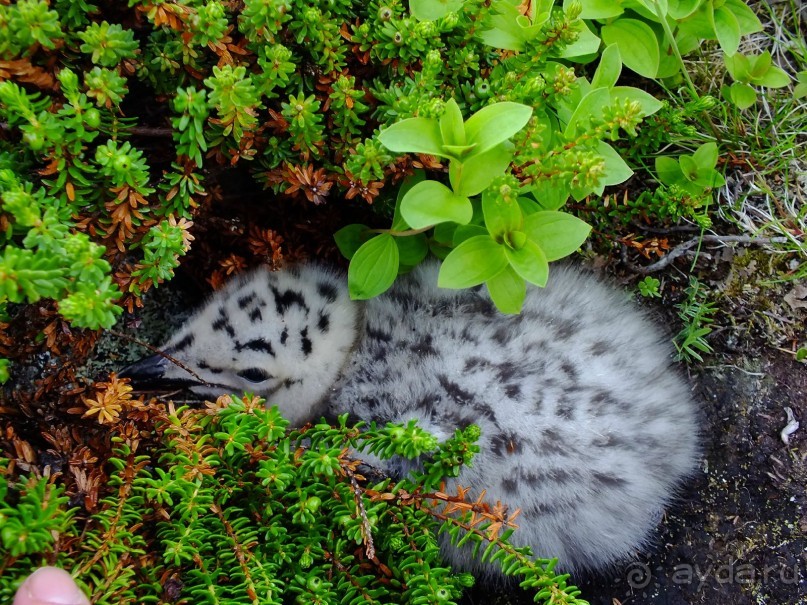 На каяках по фьордам