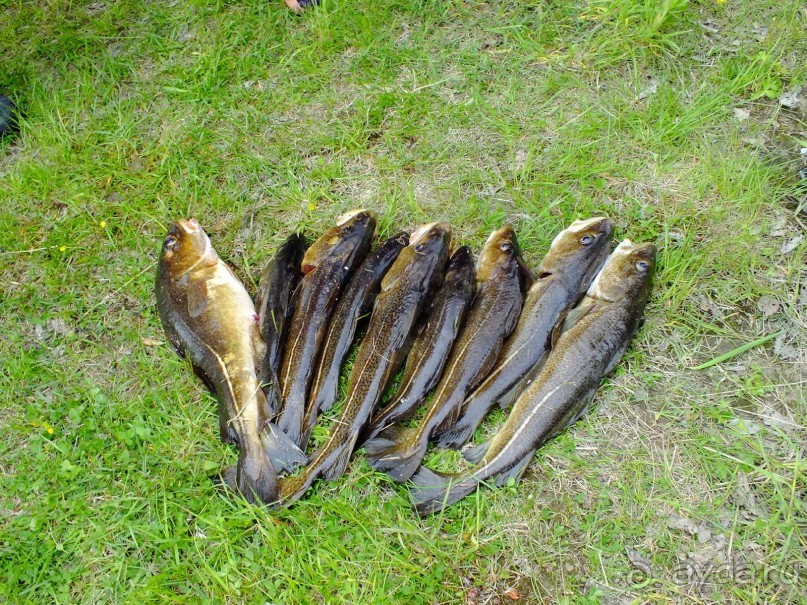 На каяках по фьордам