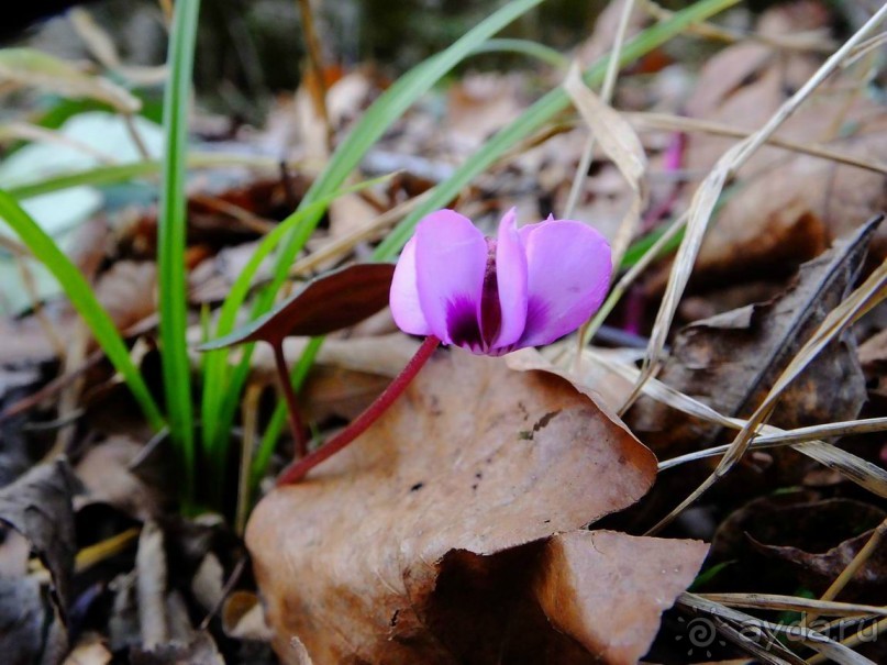 Зимние скалы Адыгеи