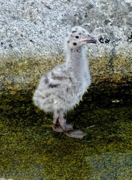 Нордкап и Книвсшельодден