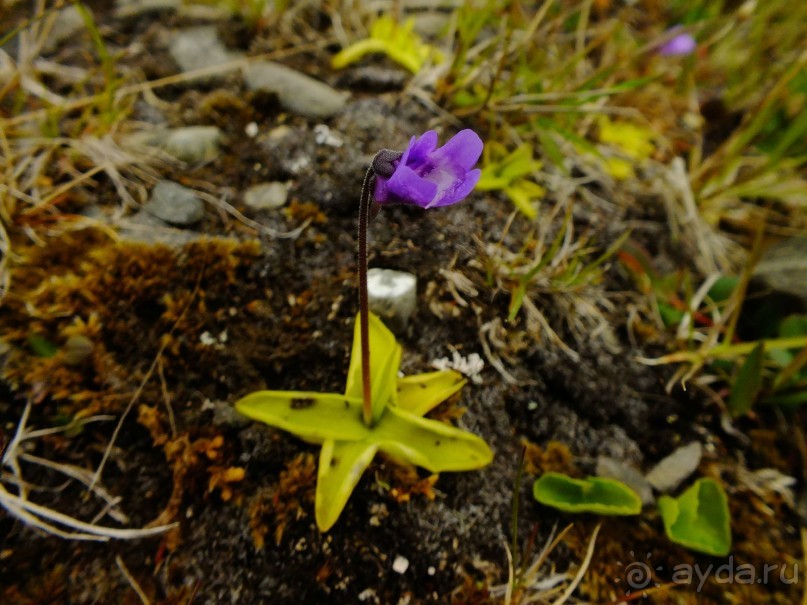 Нордкап и Книвсшельодден