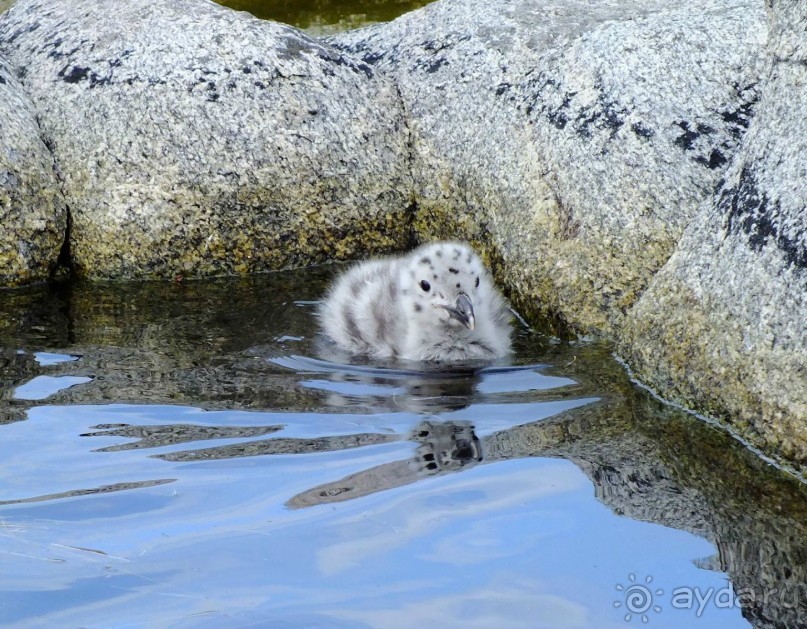 Нордкап и Книвсшельодден