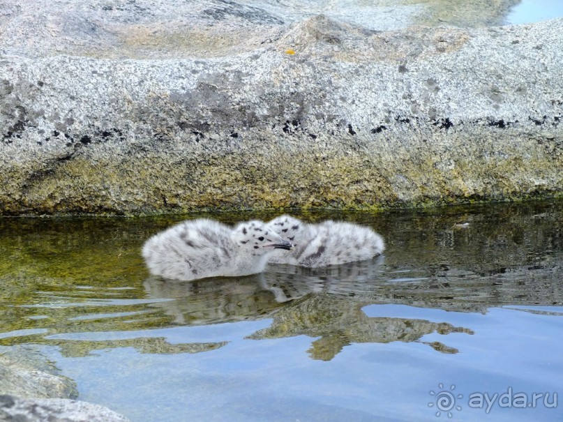 Нордкап и Книвсшельодден
