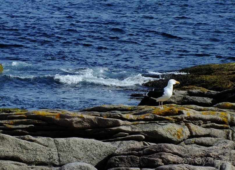 Нордкап и Книвсшельодден