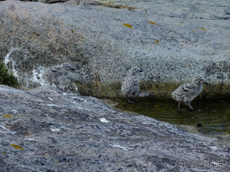 Нордкап и Книвсшельодден