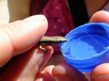 Женский монастырь бон-по