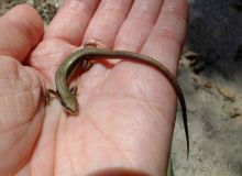 Женский монастырь бон-по