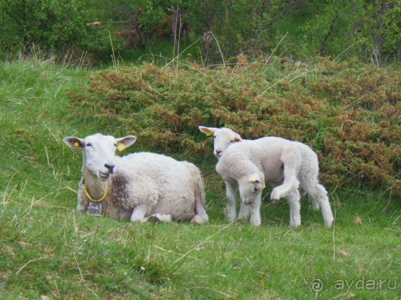 Люнгенские Альпы