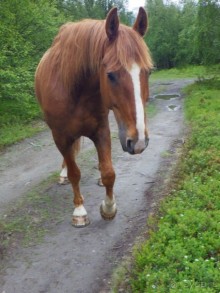 Люнгенские Альпы