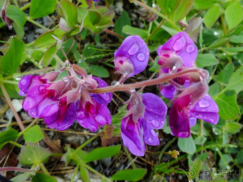 Люнгенские Альпы