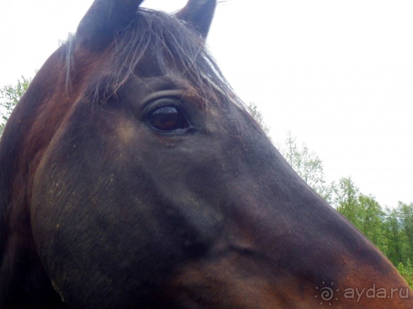 Люнгенские Альпы