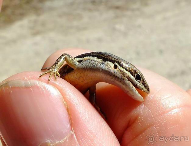 Женский монастырь религии бон