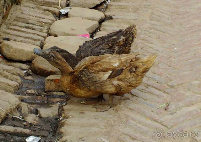 Трое в Бхактапуре