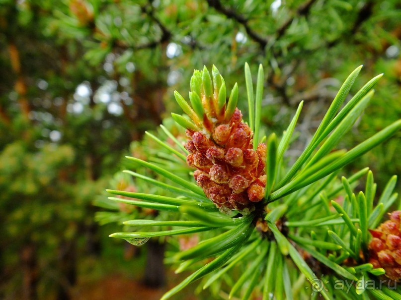 Люнгенские Альпы