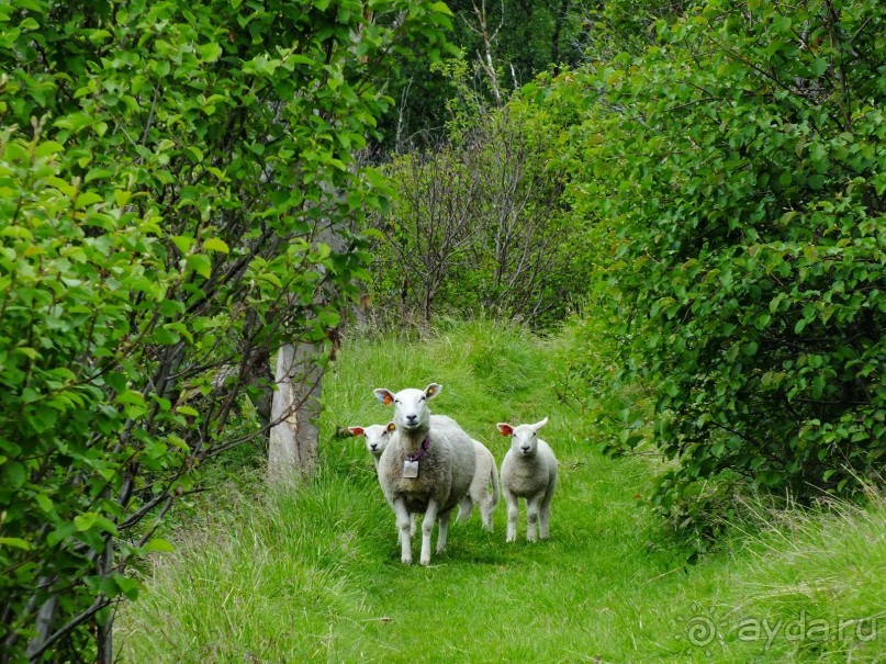 Люнгенские Альпы