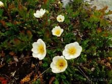 Люнгенские Альпы