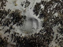 След яка на серебряном песке