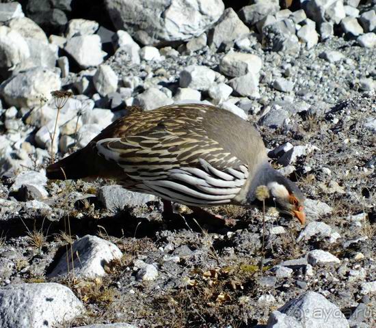 Тибетский улар - редкий вид фазанов, мы их встречали от 4600 до 5100.