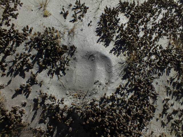 След яка на серебряном песке