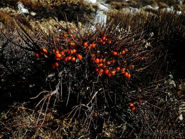 Дикая облепиха, очень вкусная, но ужасно колючая