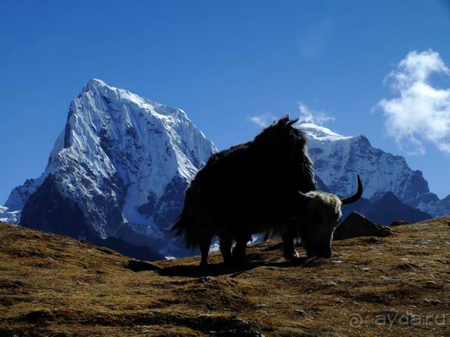 Як на фоне Чолатзе