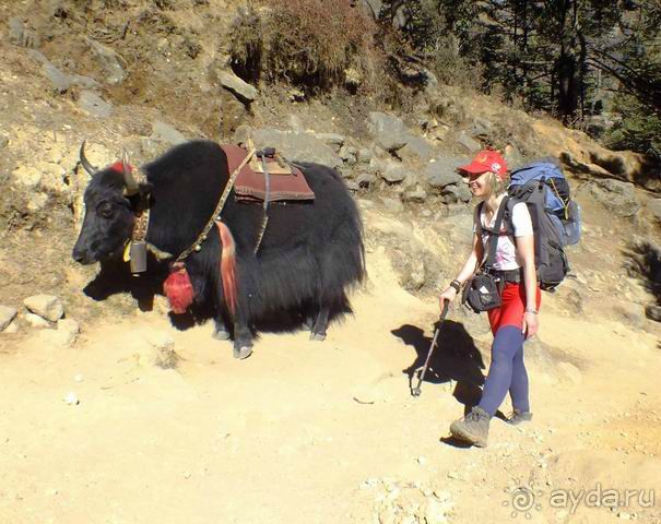 Я знакомлюсь с яком