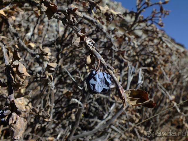 Гималайская черника - невозможная гадость