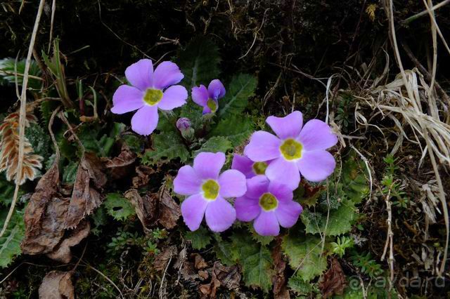 Непал, трек по Лангтангу