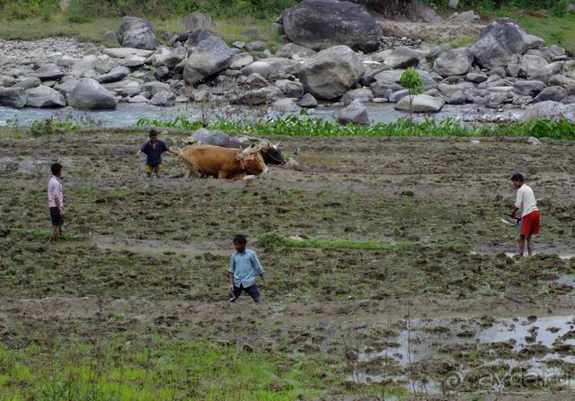 Непал, трек по Лангтангу