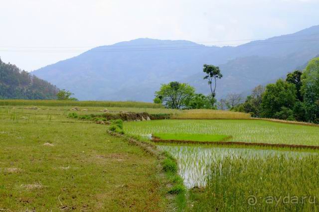 Непал, трек по Лангтангу