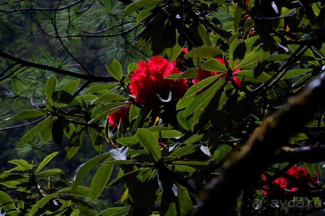 Непал, трек по Лангтангу