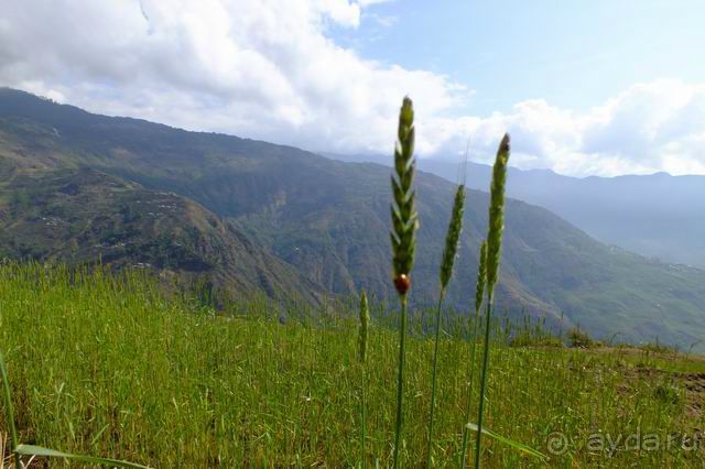 Непал, трек по Лангтангу